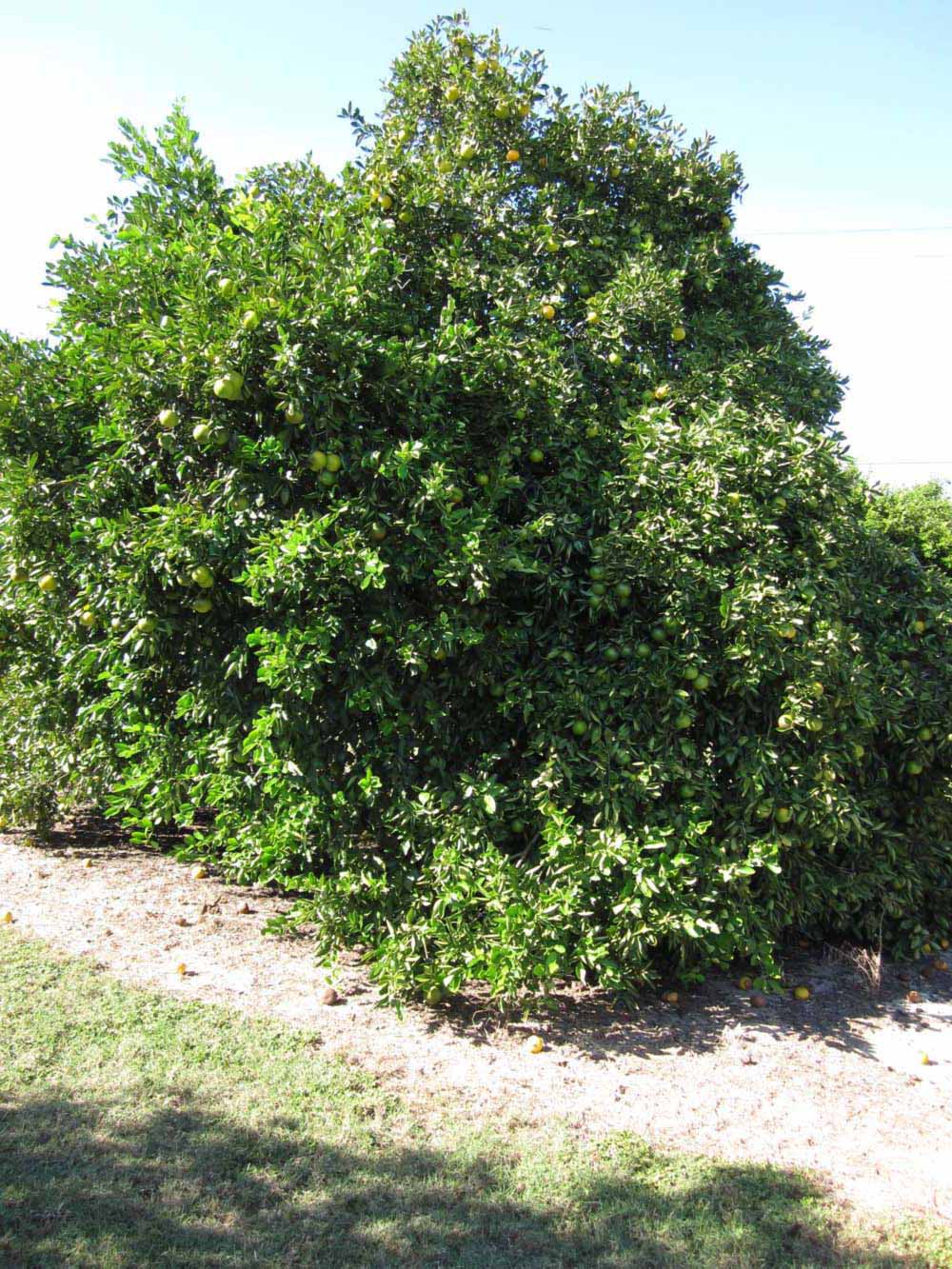            Habit (Winter Haven, FL)   